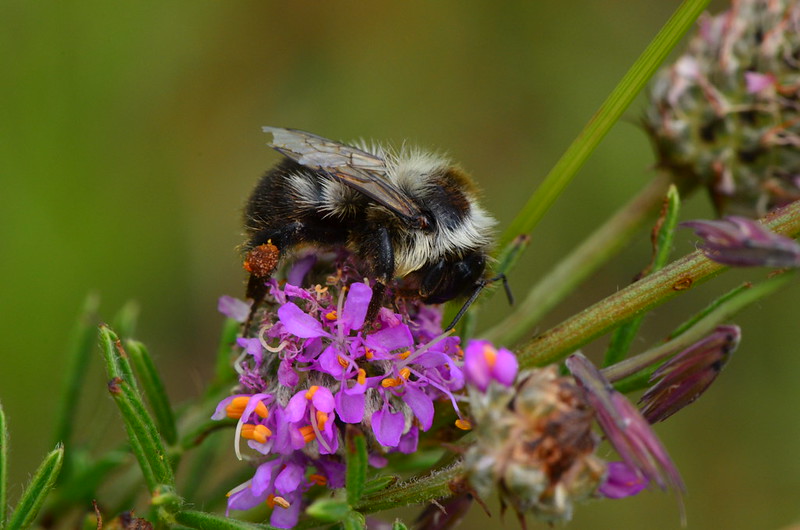 For Day 22 of #FillingtheWell, I enlisted the help of #EmilyDickinson and <a href="/LouieFilms/">Louie Schwartzberg</a> to celebrate #EarthDay2022. michellehbarnes.blogspot.com/2022/04/fillin… #TodaysLittleDitty #nature #poetry #bees #pollination #inspiration #NationalPoetryMonth #PoetryFriday