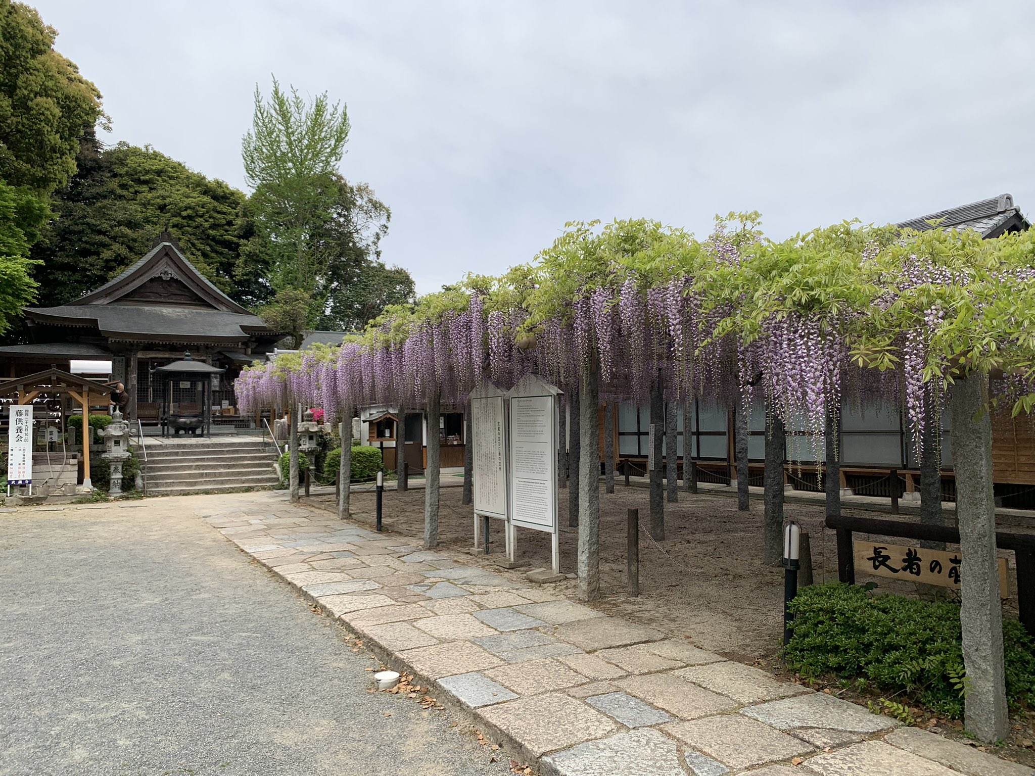 تويتر 旅好き九州男 على تويتر 武蔵寺 筑紫口市にある藤の名所 長者の藤 とも呼ばれて 歴史がある寺院の藤でした ちょうど見頃に行けました 武蔵寺 筑紫野市 長者の藤 藤の名所 T Co Ne7yn9hgcf