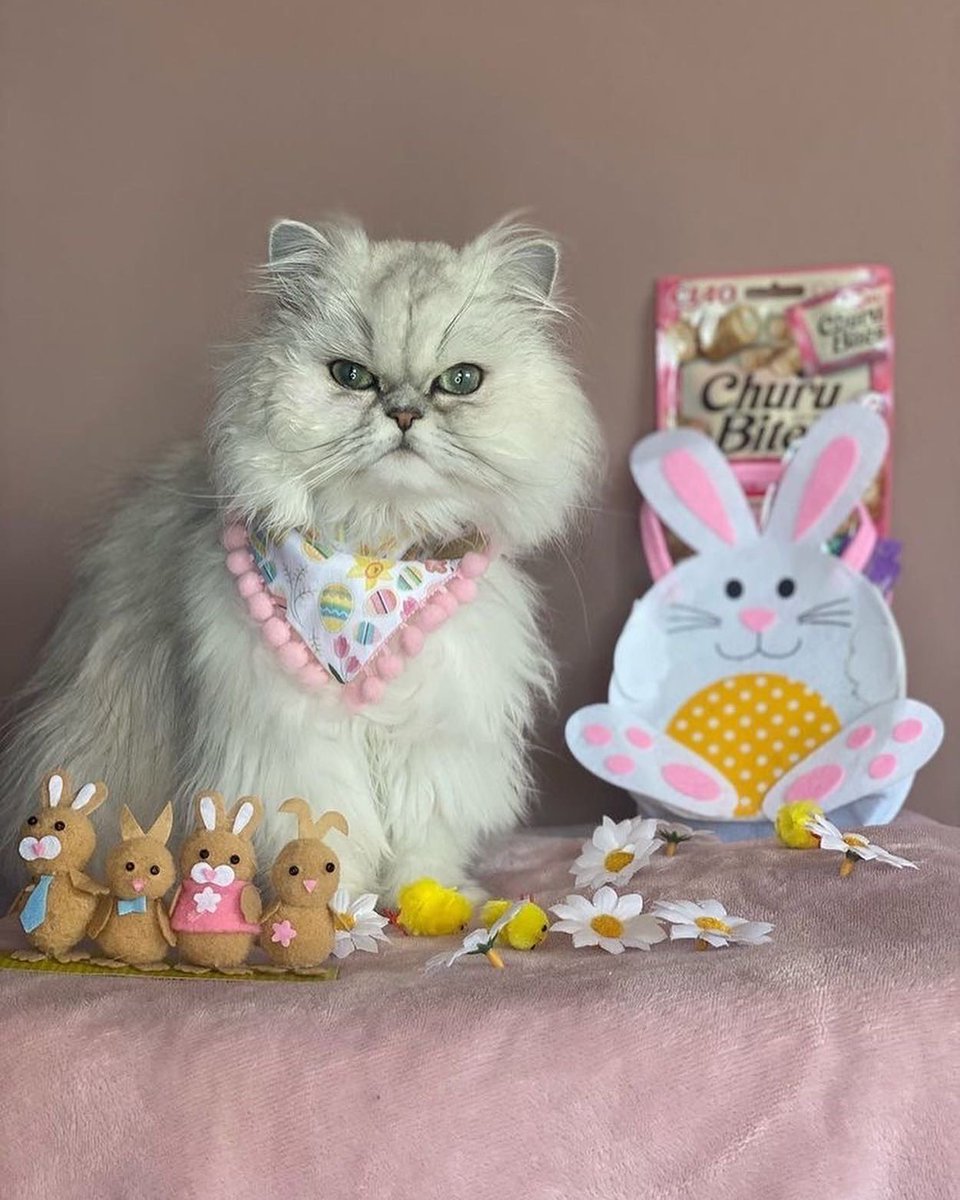 INABA_UK's tweet photo. Did you enjoy this Easter🐰💐?
heidi.kat and sofiathepersianchinchilla enjoyed this Easter and had many Churus🐱🐱❤️
 
‼️The deadline for our Easter Giveaway is the end of this week‼️
💛Please check our giveaway again 💛
https://t.co/1kt9pUbTCA https://t.co/zRKVVh1Mh6