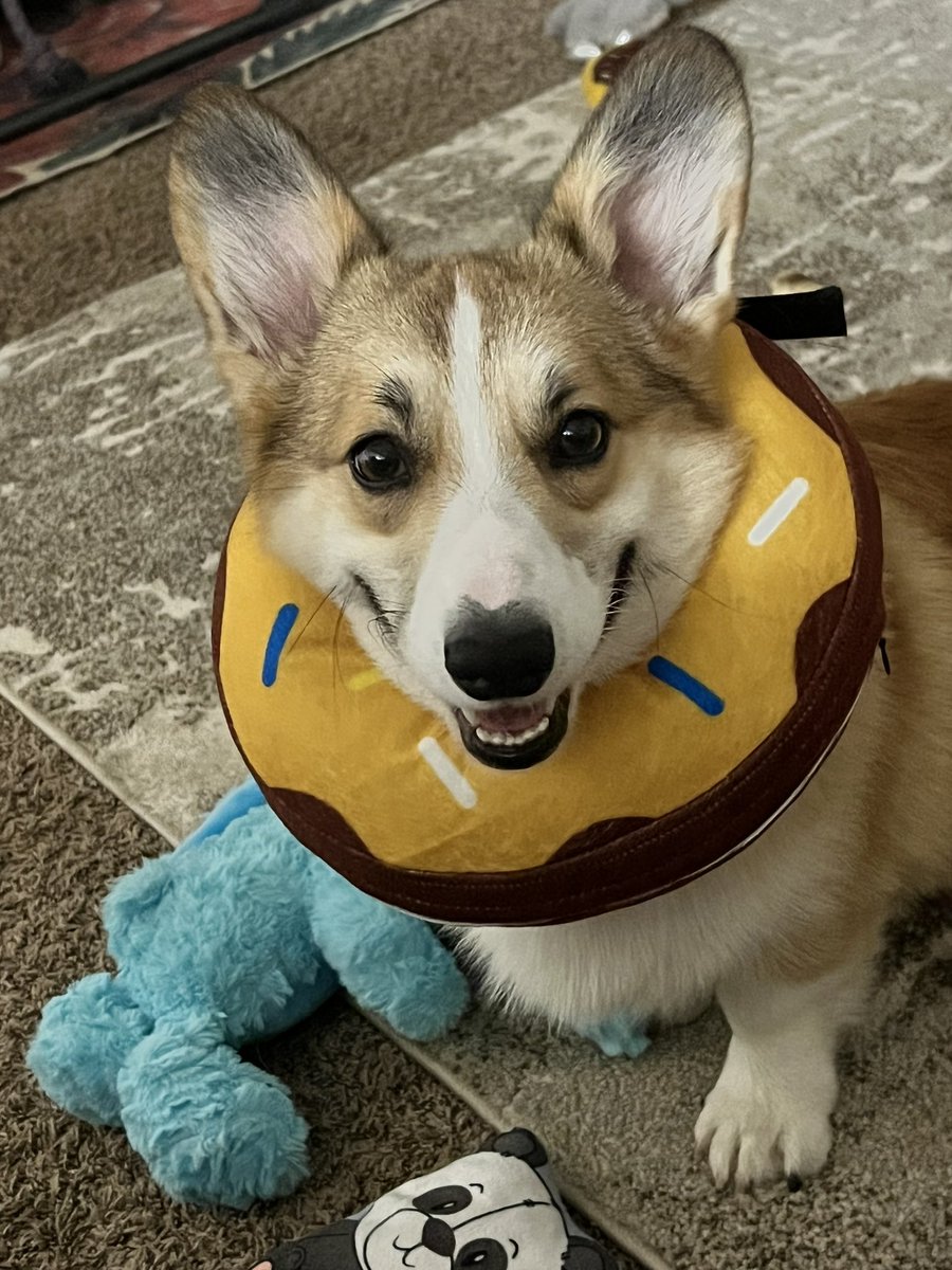 rossyr0zay's tweet photo. i been nervous how Archie will be after he gets neutered, thankfully first day/night he did well! #allsmiles #9moredaystogo 😩 https://t.co/WoDjulnOT2