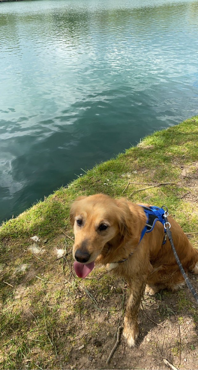 Walkies 🦮🐾