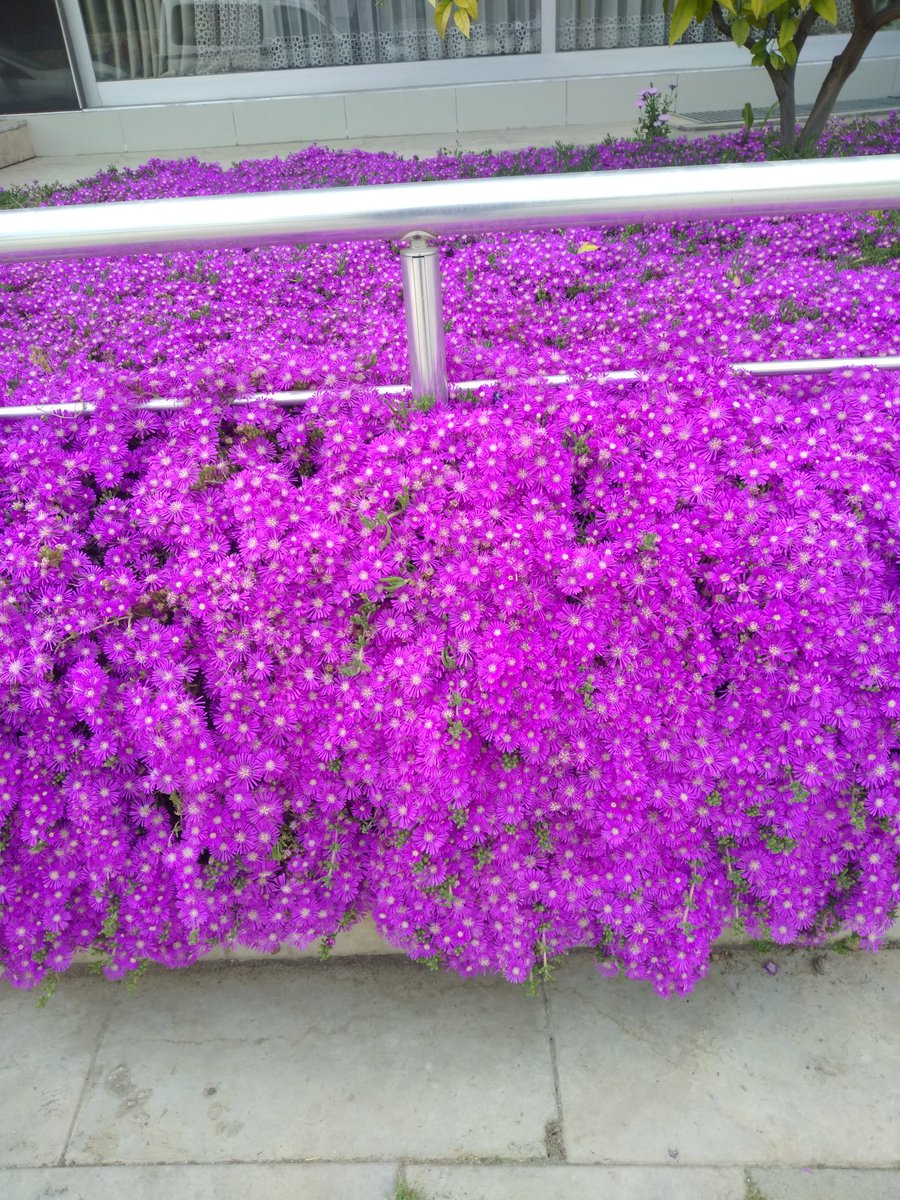 Kaldırımdaki güzellik