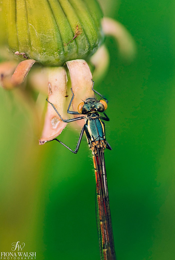 Happy Earth Day!
Wow, a whole other world. Always take a second look at things..

#Gardening #Flowers #GardeningTwitter #FlowerPhotography #gardenphotography #EarthDay22 #EarthDayEveryDay <a href="/MacroHour/">#MacroHour 🌿</a> <a href="/GdnMediaGuild/">Garden Media Guild</a>