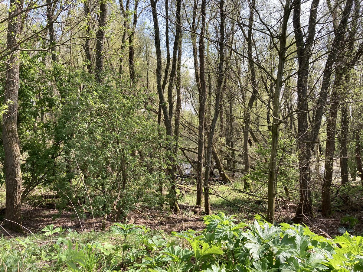 Met programma Leefkwaliteit van <a href="/gem_groningen/">Gemeente Groningen</a> blik geworpen in het ooit spontaan ontstane stukje natuur Driebondsbos. Welcome to the jungle. Heel bijzonder gebied.