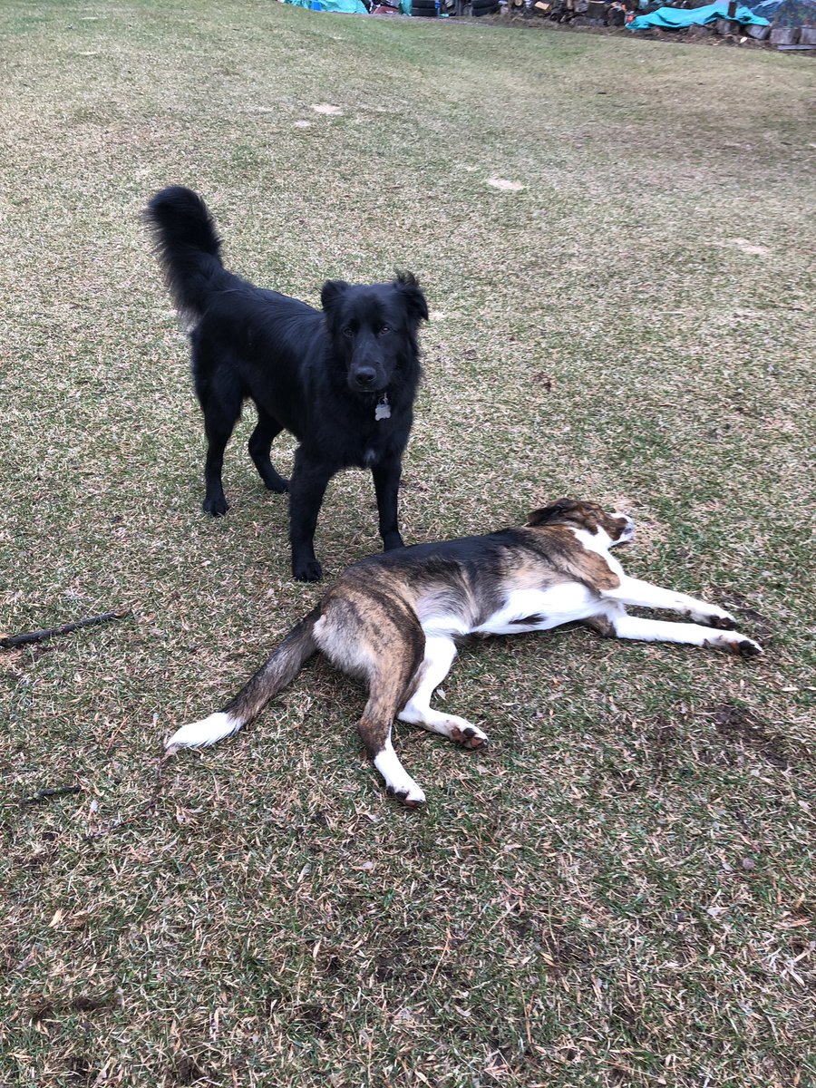 Jax had a full « puppy spa » experience yesterday with Kat @  K9 Headquarters in Pembroke. They do such a great job and treat him so well!! Jax’s gf Nellie seems to be happy with the end result as well. #cleanpuppy #poofytail #manipedi #coattrim #bestpals