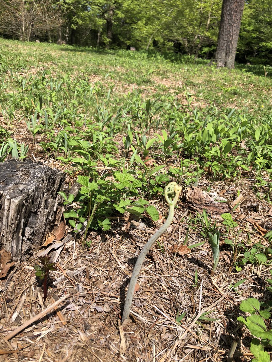 新品 マインクラフト 2本セット Usb充電式 インテリア タイマツ 湧き潰し 特別セール品 タイマツ