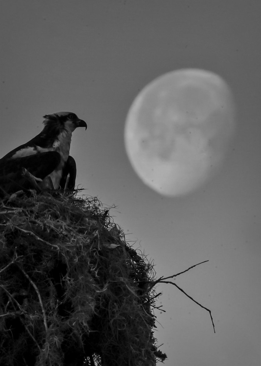 Moon Gazing is Natural

#nature #NaturePhotography 
#moonbirds #moongazing