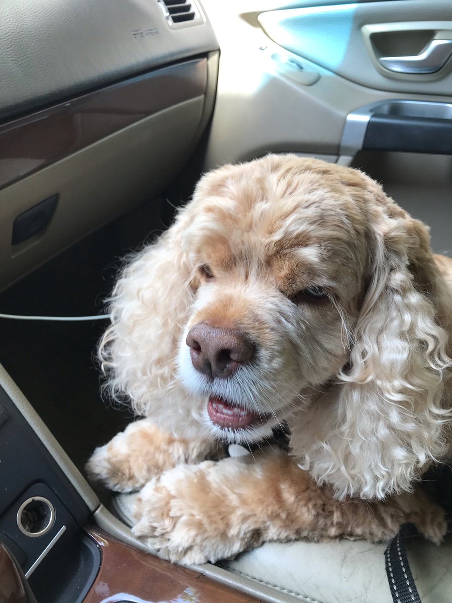 TheoCocker's tweet image. Got a nice new cut 😇