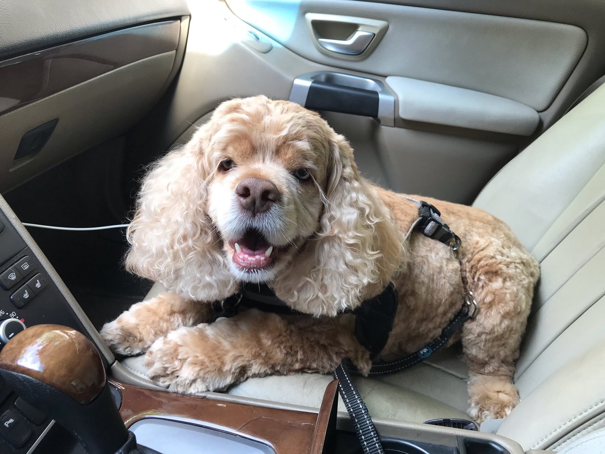 TheoCocker's tweet image. Got a nice new cut 😇