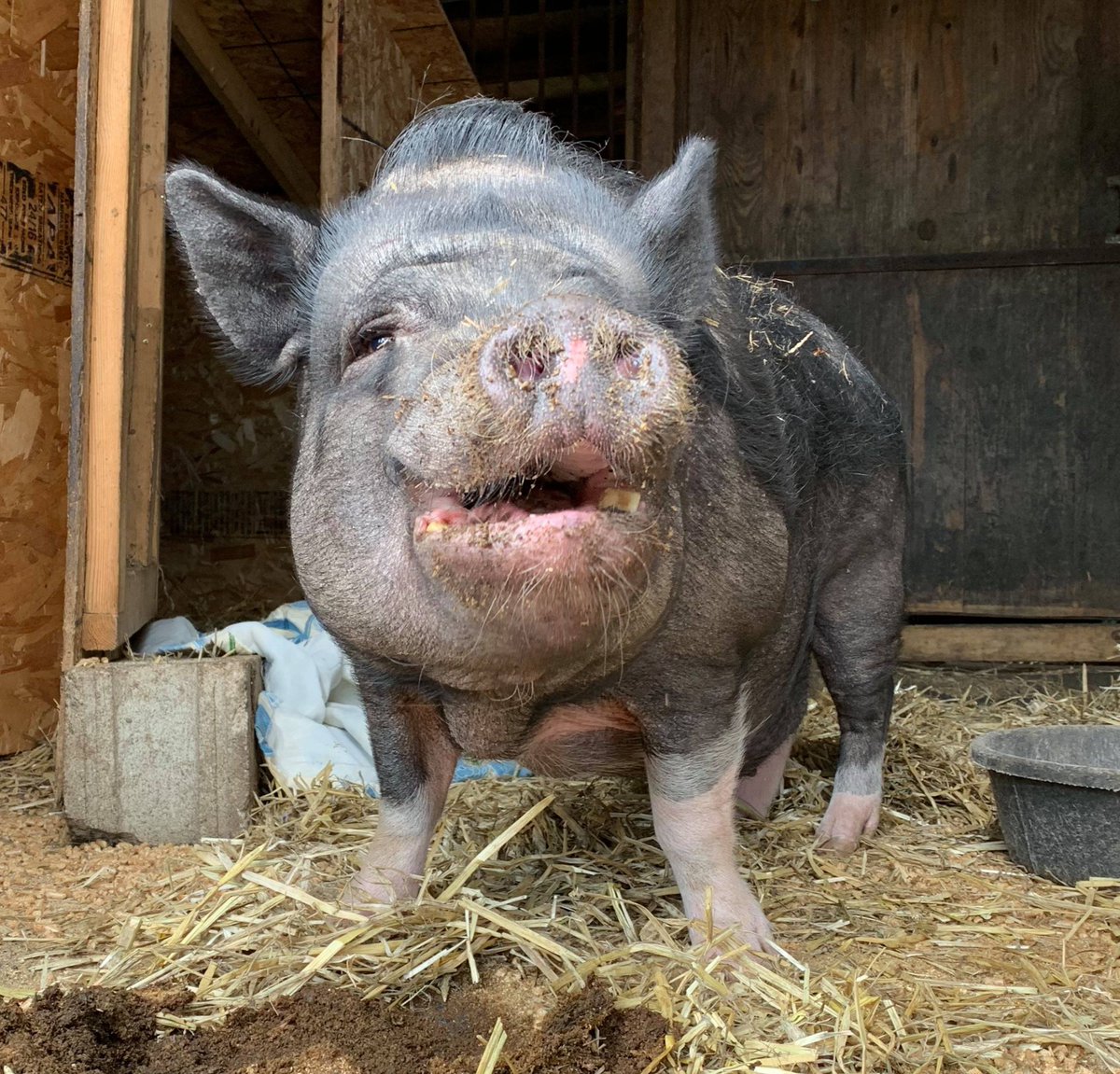 petsalive's tweet photo. Brewster is so excited the weather is nice again!
Generally sunny. High 63F. Winds NW at 10 to 15 mph.
#WeatherPig #Weather #WelcomeSpring #NoAprilShowers https://t.co/dInXFxbA4b