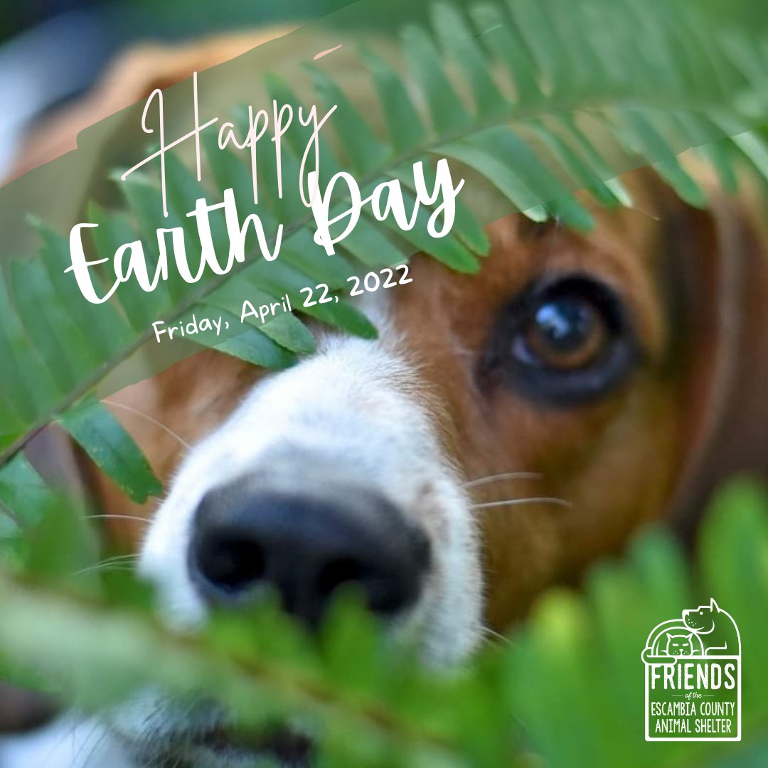 ECASFriends's tweet photo. That hole your dog left in the backyard? Mary Puppins was just hoping you would plant a tree. The vase your cat knocked off the mantle? Yep. Skittles did it on purpose. He wanted to remind you that you can recycle glass. And that the vase was not his style. At all. #EarthDay https://t.co/LYULwRzD1d