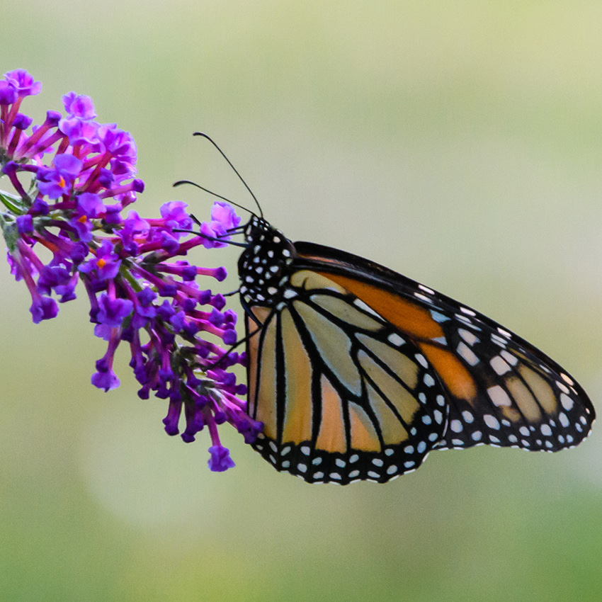Happy Earth Day! We have some lesson plans that will help your students explore the many wonders of our planet in arts-informed ways. Topics include recycling, weather, butterflies, sunflowers, trees, and more! 💚 🌎 💙 #earthday #kennedycenter kennedy-center.org/education/reso…