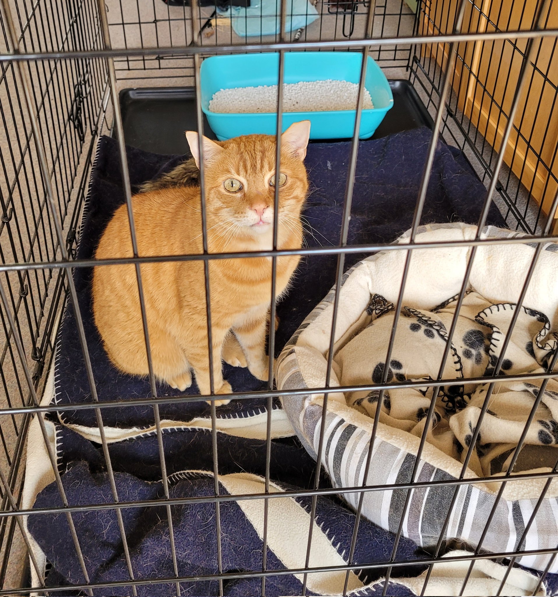 Cat cage clearance rest