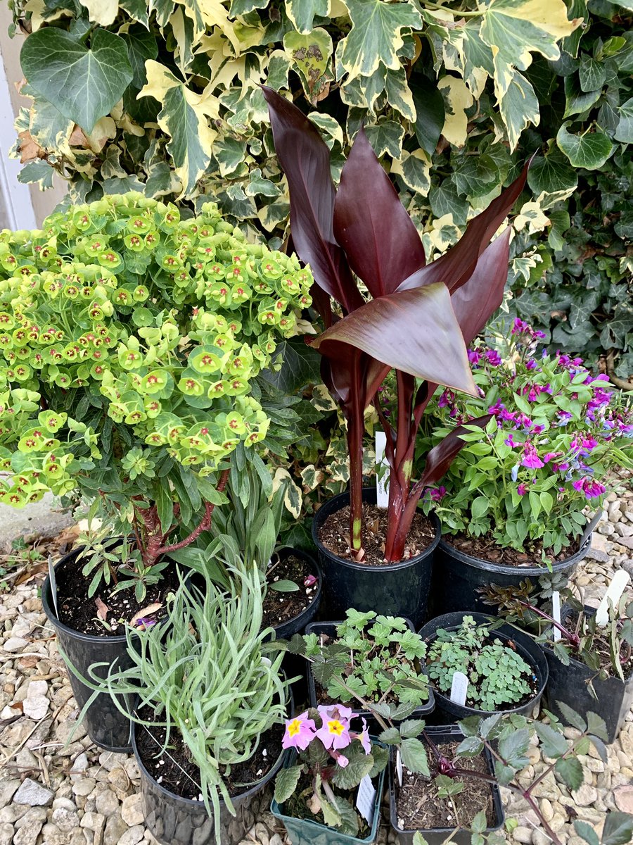 A great morning at <a href="/CoachHouseGdn/">Mel Tanner</a> plant fair. Lovely to see the garden, catch up with nursery friends - and buy plants!
#gardening <a href="/RobHardyPlants/">Rob Hardy</a>