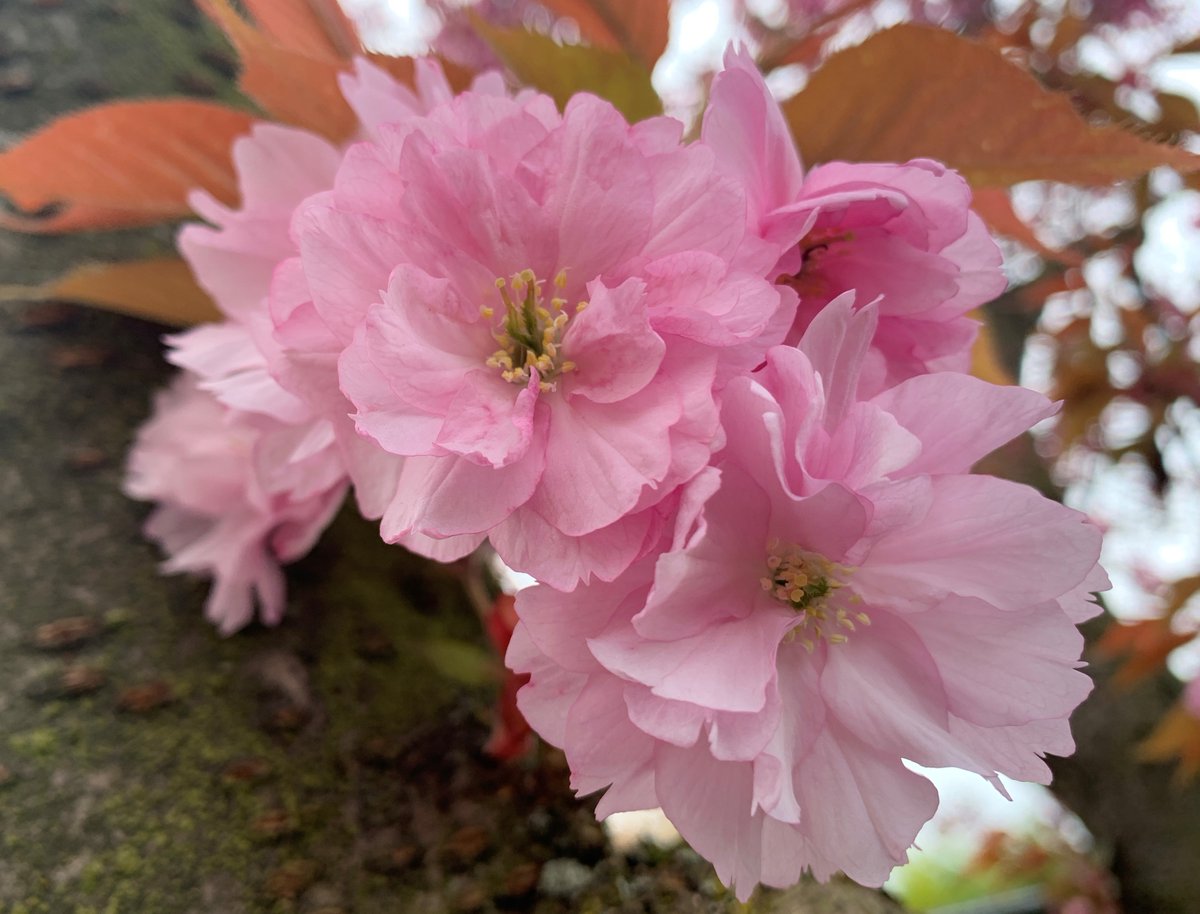 An diesem Wochenende der Hingucker - am Eingang blüht die Japanische Blütenkirsche (Prunus serrulata 'Kanzan') 
#wasblüht #pflanzenhighlights #kirschblüte #eingang #prunusserulata #lokischmidtgarten #botgartenhh 
Fotos: BGHH/ Angela Jahns
