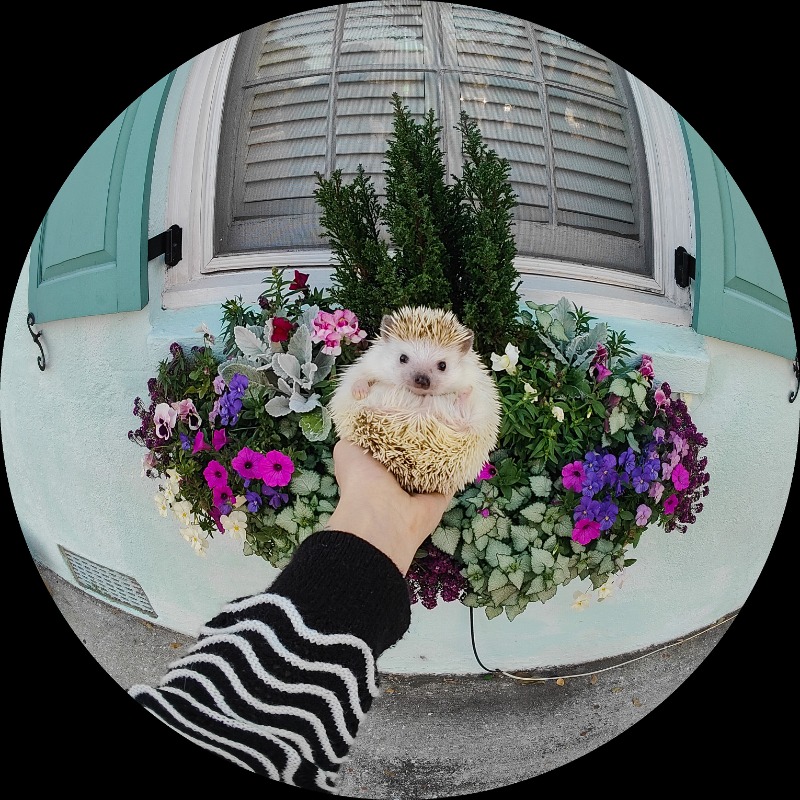 OnePlus_BEFR's tweet photo. Happy Friyay! Say cheeeese!
#OnePlus10Pro #ShotonOnePlus - @LionelTheHog