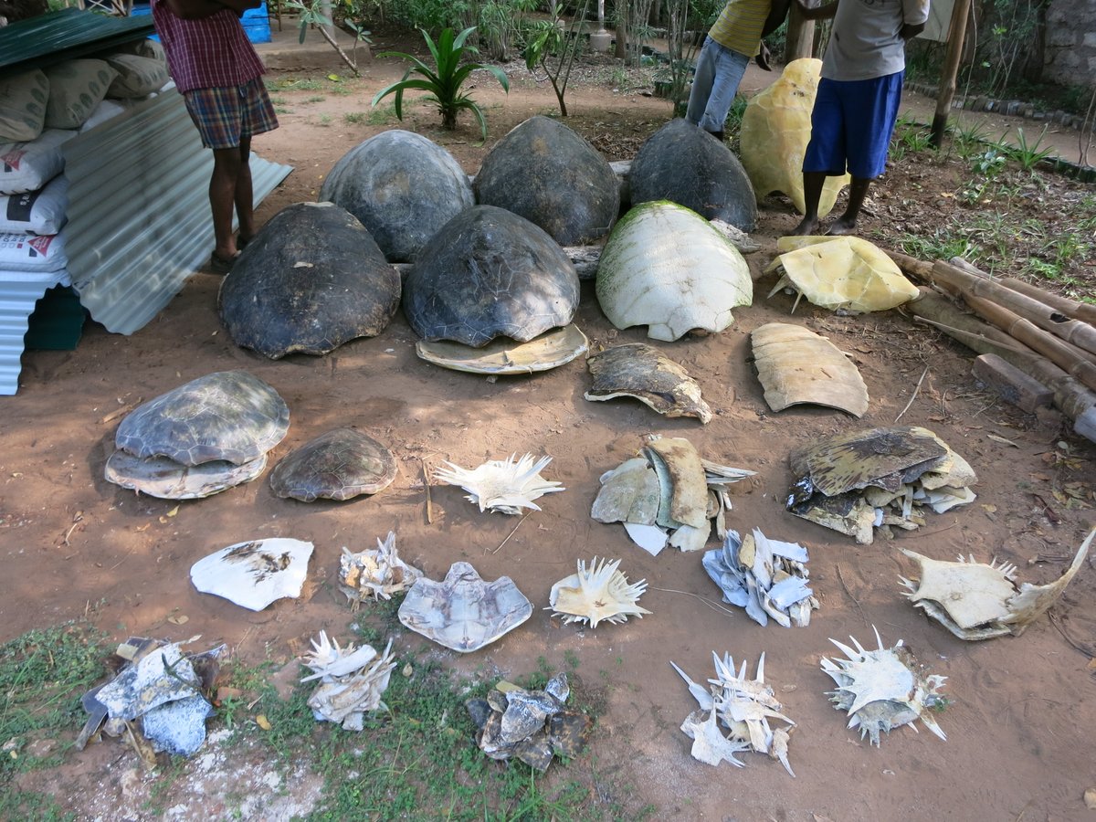CasperGeer's tweet photo. Novo artigo (https://t.co/FvRlCr2OVS) sobre as #tartarugas marinhas ao longo da costa oriental africana e a importância desta área para as populações regionais. Neste artigo são discutidas ameaças e lacunas de conhecimento, assim como oportunidades e impedimentos à #conservação https://t.co/UD2pjynBSW