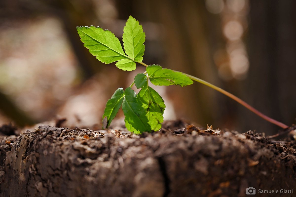 #EarthDay2022 : Un momento in cui fermarci e riflettere su ciò che il nostro pianeta ci offre e che le attività dell'uomo stanno progressivamente mettendo in pericolo. Rendersi conto del cambiamento, riflettere e imparare a governarlo sono le sfide di oggi e domani.