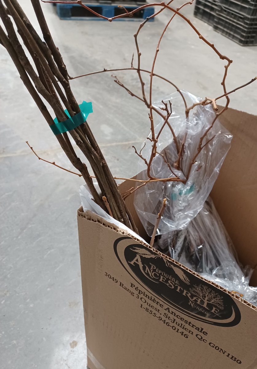 🌎🌳🌲Hommage à tous les producteurs sylvicoles et horticoles! Au Petit Mas, nous plantons plus de 20 arbres de différentes variétés par année sur notre terrain. Avez-vous planté un arbre cette année?
#journeedelaterre #chaquegestecompte #sylviculture #horticulture