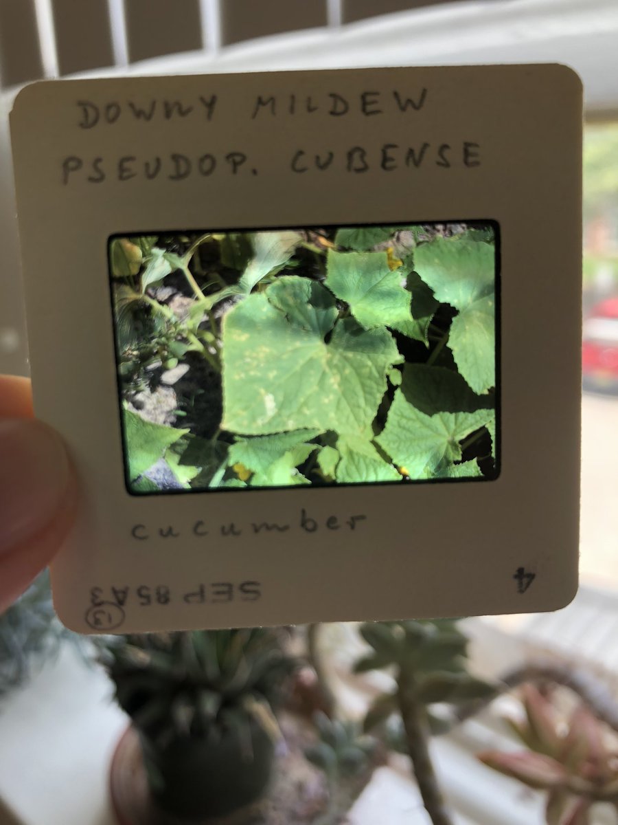 Cucumber downy mildew slide