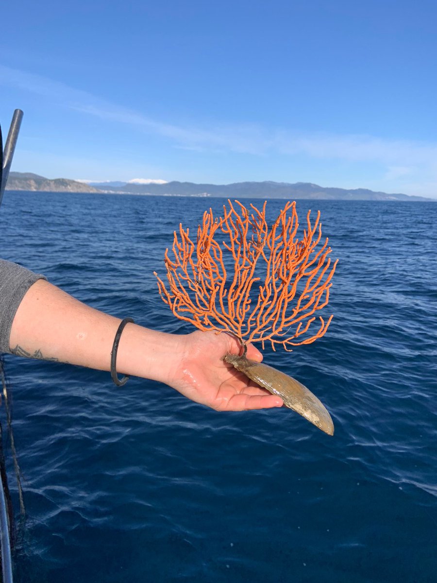 rescap2019's tweet photo. 🚨Primer dia de pesca de la temporada! Esta gorgonia pasará unos días de recuperación en los acuarios de la cofradia @gambacapdecreus hasta que las devolvamos al 🌊 

@FBiodiversidad @ICMCSIC @pncapdecreus https://t.co/Zdn89jCcjq