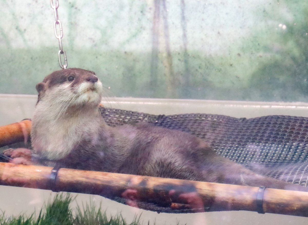 starrygarden's tweet photo. やっと会えたね。やまと。

#サンシャイン水族館
#コツメカワウソ
#やまと https://t.co/IIpjoEbKF2
