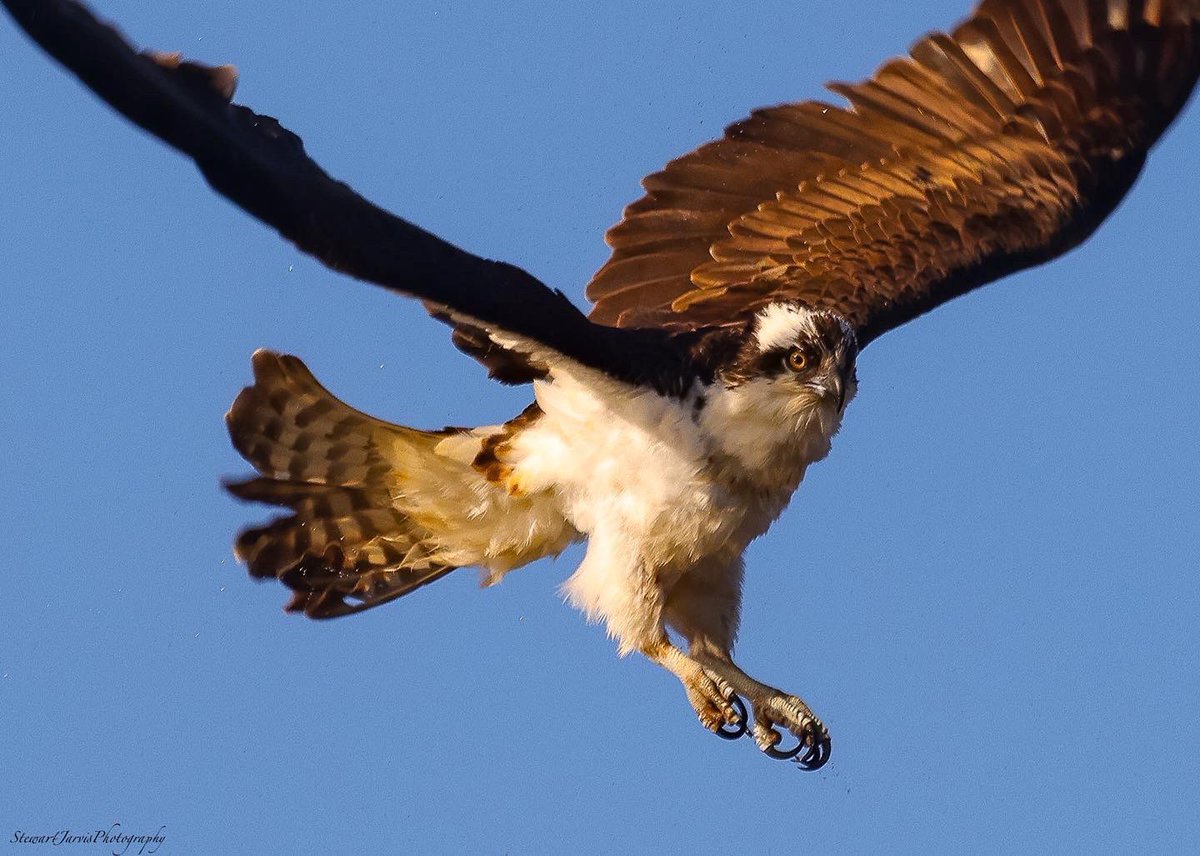 HamiltonNature's tweet photo. Just dropping in to say Happy #EarthDay 
🌏🌍🌎

#HamOnt is a biodiversity hotspot home to many different habitats that support hundreds of species of #birds #fish #plants #insects #mammals

Hamilton Naturalists’ Club &amp; other Hamilton area  partners are developing a #HamOntBAP 👉🏽 https://t.co/ibxIqh7gBX