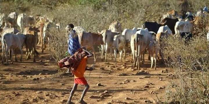 The joy and happiness of a pastoralist is when they receive good rains.