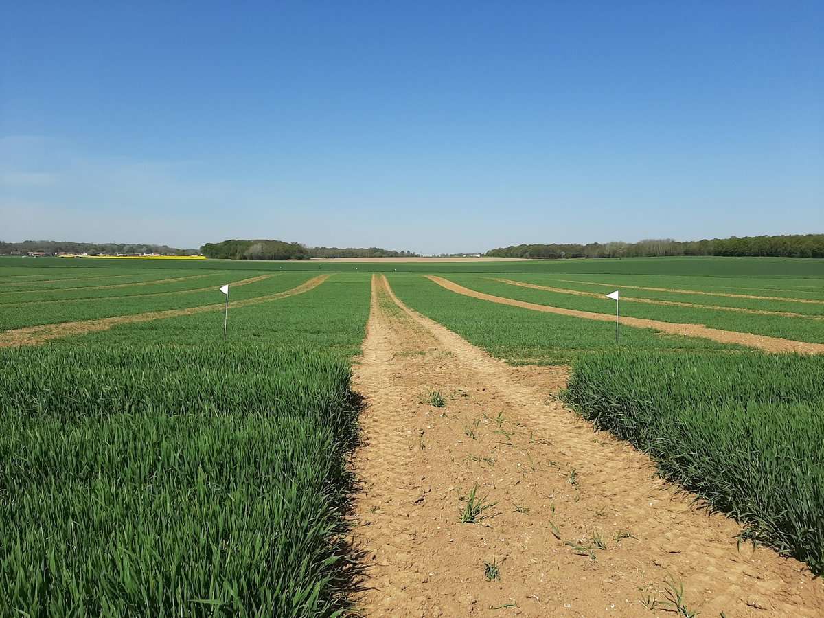 SaatenUnionFr's tweet photo. Avec ce beau ☀️ ça galope dans les essais de nos plateformes de l'Oise ! 🌱
➡️ Stade dernière feuille étalée pour les #orges d'hiver
➡️ Stade 2 nœuds pour les #blés
➡️ Fin de tallage pour les orges de printemps https://t.co/8NLWP6U1Kh