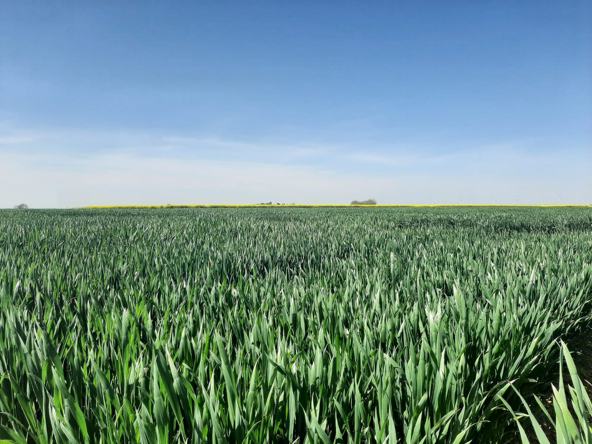 Avec ce beau ☀️ ça galope dans les essais de nos plateformes de l'Oise ! 🌱
➡️ Stade dernière feuille étalée pour les #orges d'hiver
➡️ Stade 2 nœuds pour les #blés
➡️ Fin de tallage pour les orges de printemps
