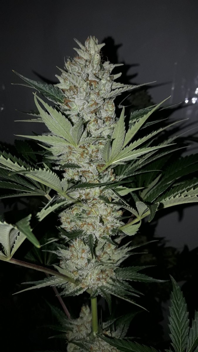 Adryc Manëllson tweet media