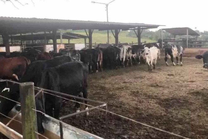 correio's tweet photo. Ladrões entram em curral, matam vaca e levam só a carne do animal

Tudo aconteceu em fazenda perto do Urutal (antiga C��ssia/Capetina). Os ladrões levaram tudo, só deixaram os ossos e a cabeça
https://t.co/iLPSD6Y3mg https://t.co/259bYl3yw8