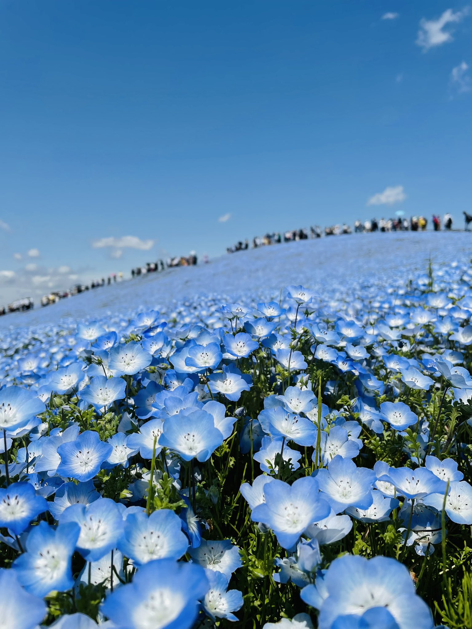 ゆずり葉 ひたち海浜公園の ネモフィラ に心奪われ 鹿島神宮で心洗われ あまりに暑いので 心乱れ を飲んで 娘ちゃんとの遠足終了 ネモフィラ 鹿島神宮 T Co 18joe4xodn Twitter