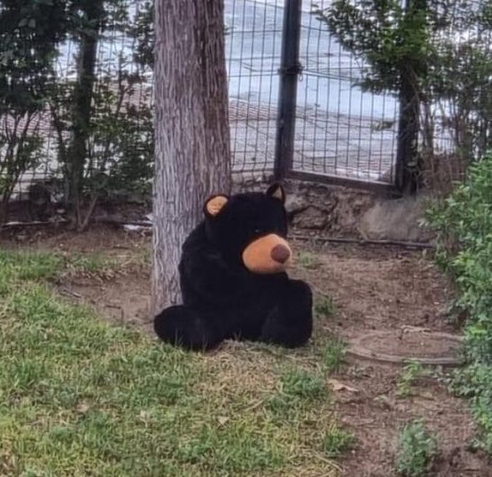 bonhomiax4's tweet image. Comparte al osito abandonado para no acabar como él 👎