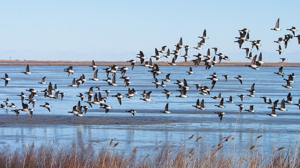 EPAregion3's tweet photo. #DYK that up to 80% of all the birds breeding in America require wetlands? This is why it’s so important that @EPAregion3 Enforcement and Compliance teams ensure that all wetlands are protected. #EarthDay2022 #EarthMonth #EarthDayatEPA https://t.co/dPre4qFm3p