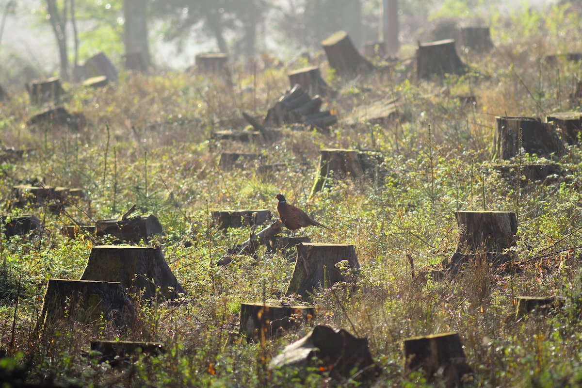 WOAH's tweet photo. #DYK? When more than 25% of original 🌳 forest cover 🌳 is lost, humans &amp; their livestock are more likely to encounter #wildlife, increasing likelihood of disease transmission.

We must #InvestInOurPlanet 🌎 – protecting #ecosystem health protects our health. #EarthDay #OneHealth https://t.co/uJxtCPXpCr