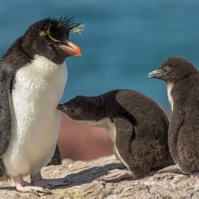 silverman_ariel's tweet photo. 1/4 La productividad primaria (PP) delimita el alimento por #pingüinos de penacho amarillo y depende de las temperaturas de la superficie del mar (TSM). Predicen que TSM más frío resultará en mejor PP, condiciones de forrajeo, y supervivencia de juveniles #CCARE2 #Dehnard2016 https://t.co/XEBERXRNTa