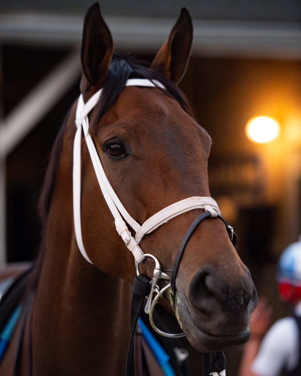 DaringSpeed's tweet photo. The 2020 Kentucky Oaks winner Shedaresthedevil made her presence known @ChurchillDowns this morning, putting in an impressive breeze under the watchful eyes of the @bradcoxracing team and co-owner Mandy Pope. https://t.co/HYbdJuJwg7
