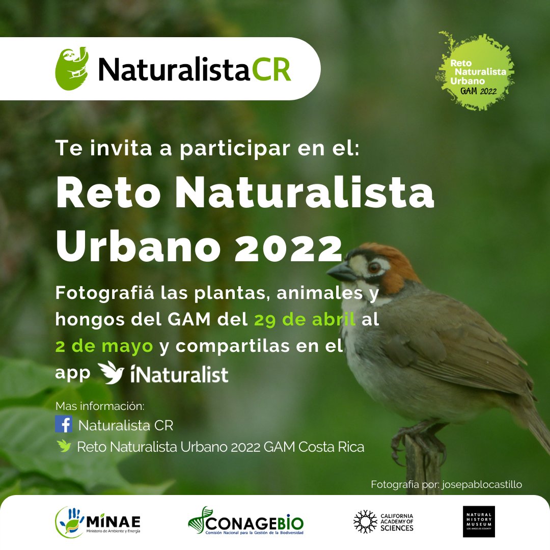 ¡La próxima semana inicia la celebración del Reto Naturalista Urbano! ¿En cual sitio van a participar? Les recordamos que pueden generar observaciones de organismos silvestres en cualquier lugar del GAM. Un mapa del GAM disponible en la sección de comentarios.