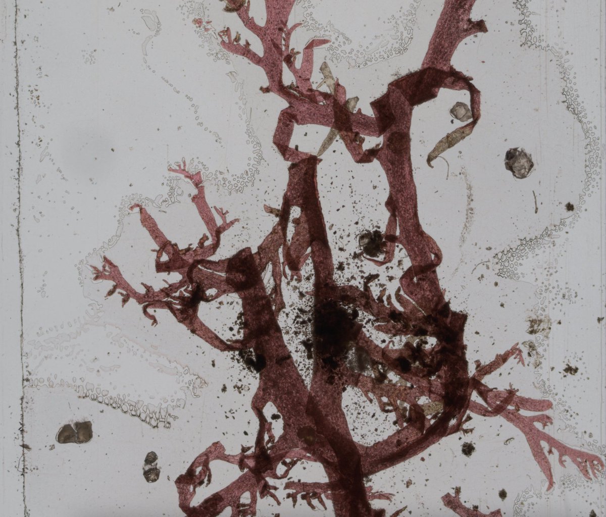 Alchemy Film & Arts tweet media