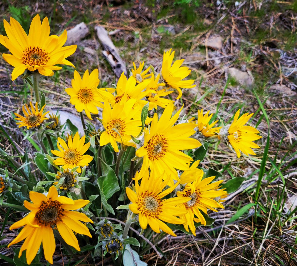 carmenpeone's tweet photo. Petals open wide
Bringing forth bursts of goldness 
Mid-spring enchantment
#haiku #micropoerty #balsamroot https://t.co/tHCHfujtVV