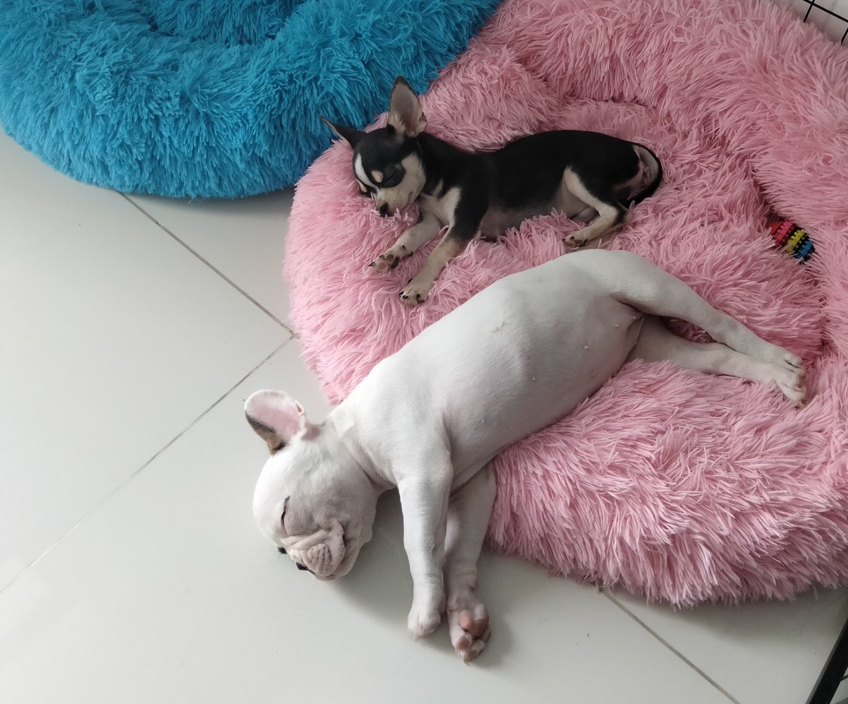 Dusty and Delilah have decided that sleeping in their own beds is just too far away from eachother, but cuddles are just too hot with weather at an average temperature of 36°C. 🌸💙