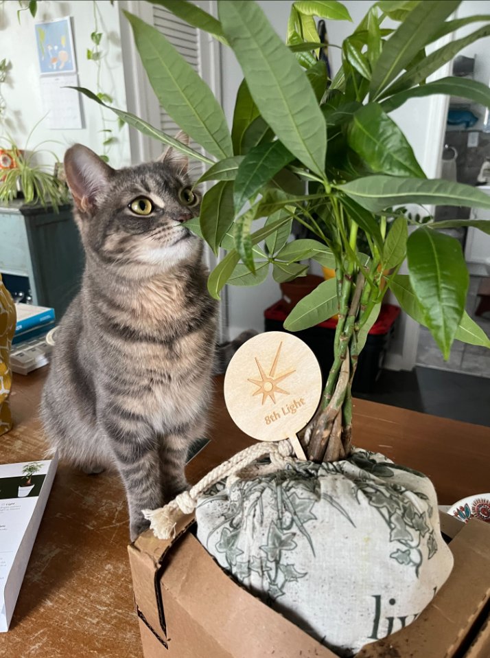 8thLightInc's tweet image. We&apos;re making our workspaces a little greener 🌱. Some of us are sharing wildflower seeds, and others received this pet-friendly money tree. And with every plant purchased, @livelyroot is planting a tree with help from @ArborDayFoundation. #ArborDay #TimeForTrees 📷 @evapenzeymoog