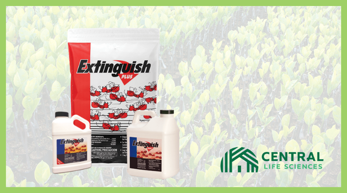 CentralGrower's tweet image. Protect your nursery against #fireants with Extinguish Plus! With its two-way action, #ExtinguishPlus fire ant bait is economical to use with a great price per acre and meets the USDA fire ant quarantine requirement. #CentralGrower bit.ly/3EG2hsi