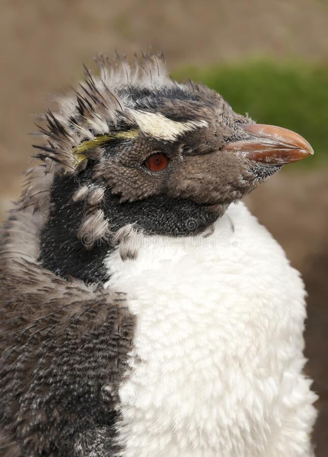 shelbyaalexa's tweet photo. (3/4) Más pingüinos muertes en Río Grande, pero entre 40% y 80% mortalidad en todos sitios. Sin mucho peso mudaban sus plumas. En general, encontraban una temperatura de agua más baja y algunos sitios de clorofila a más bajos, aunque no era uniforme. #CCARE2 #Morgenthaler2018 https://t.co/sEtzzxiTKo