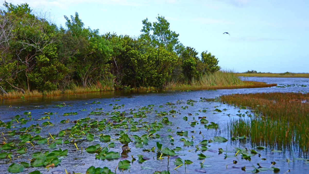 discoverourpark's tweet photo. In @EvergladesNPS we must #sParkAction to protect this beautiful low elevation, diverse, subtropical climate from rising sea levels. 🏞️ Learn more about this biologically diverse park here: https://t.co/YrZ5zjSBNa
#NationalParkWeek #sParkConnections #NationalParks
1/2 https://t.co/hMTQgIFSDE