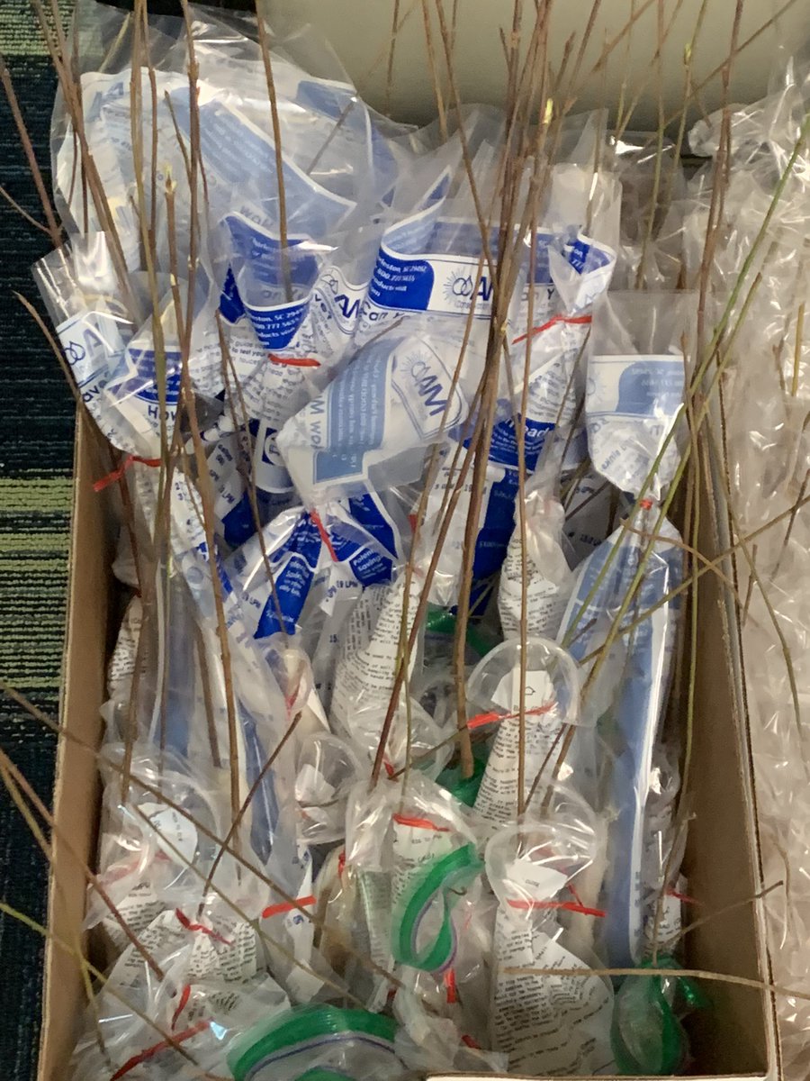 NorthviewG's tweet photo. Northview celebrating earth day 🌎 

Leadership Academy and Earth Club worked together handing out dogwood tree seedlings and earth day stickers to their peers!

Thanks to Sylvania Rotary for sponsoring g our Feature Club Friday https://t.co/wTPArjY7Md