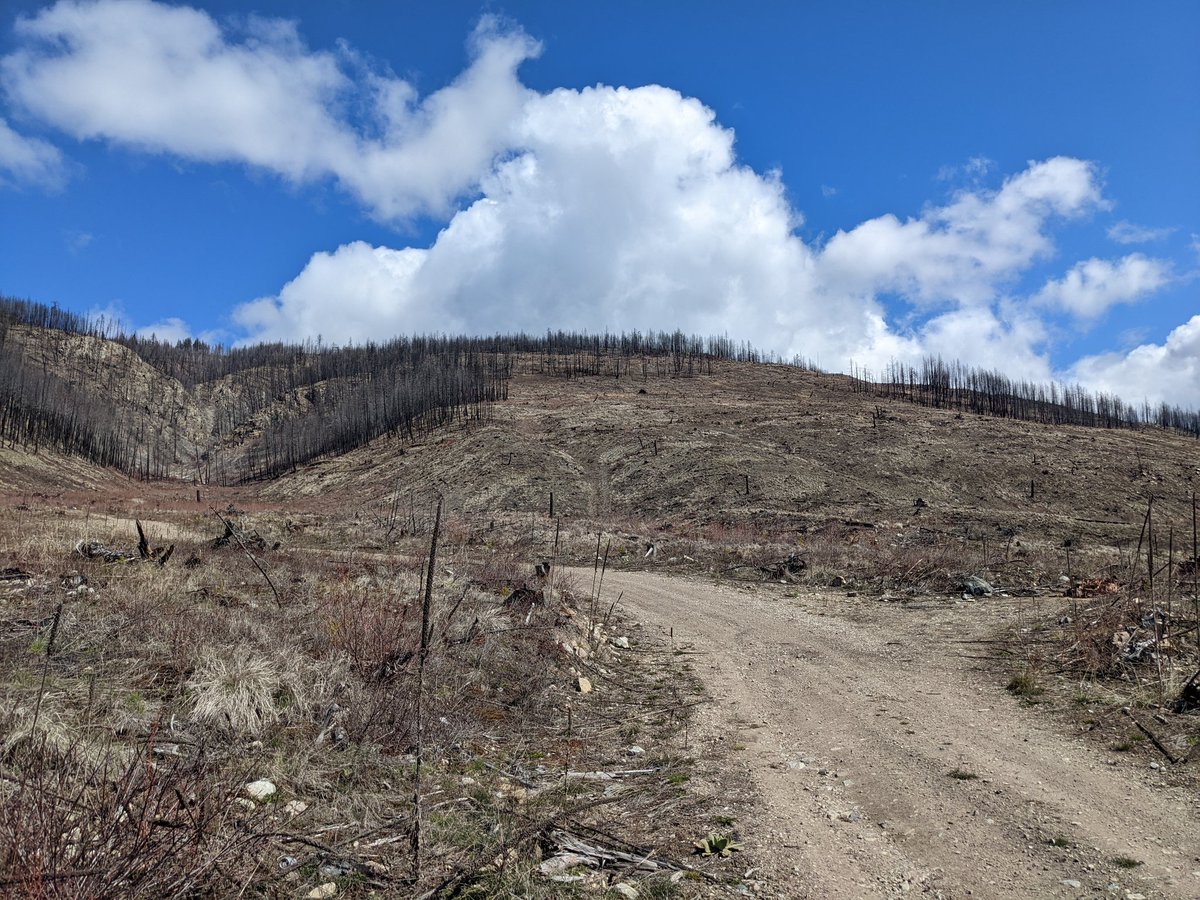One of my dog-running spots was a 2017 wildfire. Since then it's been salvage logged and replanted - but the majority of seedlings died (or are considered 'unacceptable'). So, today the planters are back. I'm betting they'll be back in a couple years.