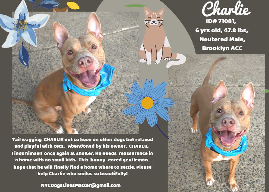 NMBewitched's tweet photo. 🥳🎉🥳Shoto🥳🎉🥳
RESERVED🍾🥂
#EarthDay2022
#Friyay
Pamela, Pam & your #foster
Tysvm🐾❤️🐶🥰
Very Lucky Human
Mighty Village, tysvm
Hoping for more Good News
You Did this❣️
#Pledging #Sharing & #Caring
Ready for more Saves?
Let's do it
#FostersSaveLives
Our Babies https://t.co/BSXnHLmrp3