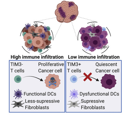 jsoriamd's tweet photo. Breast cancer tumor cells that resist T cell attack are quiescent. Quiescent cancer cells form clusters with reduced immune infiltration, superior tumorigenic capacity &amp; higher expression of chemotherapy resistance &amp; stemness genes.
https://t.co/Rijmaf1KEf https://t.co/0qkiqyu7UO